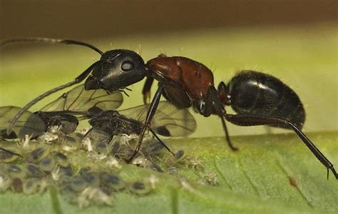 螞蟻很多 念佛機禁忌